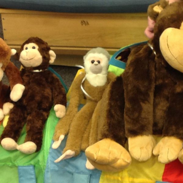 Soft toy monkeys in different sizes